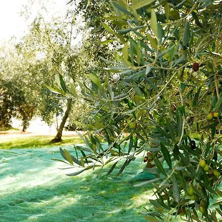 Podere Jana Antico Frantoio Летний дом